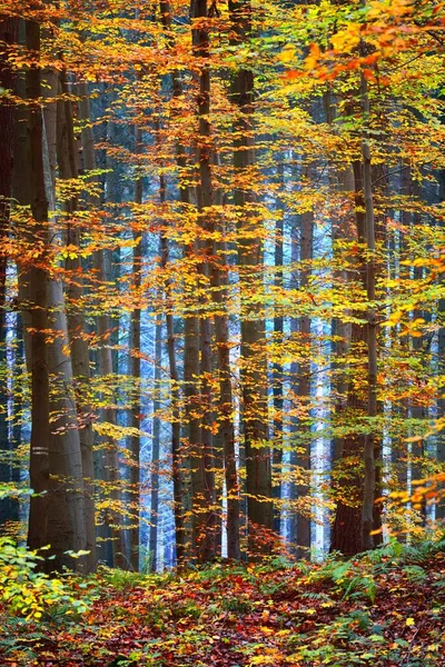 Muur Van Kleurrijke Beukenbomen Boomstammen Van Dichtbij Idyllisch Feeënherfstlandschap Groene — Stockfoto