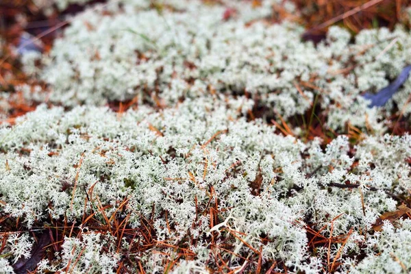 Färgglada Skogsgolv Lavar Mossa Gräs Och Andra Olika Växter Texturer — Stockfoto