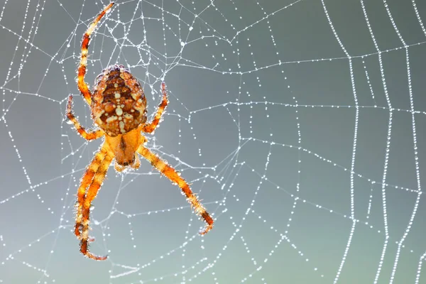 Goldene Spinne Sitzt Seinem Netz Morgennebel Extreme Nahaufnahme Arachnologie Umweltschutz — Stockfoto