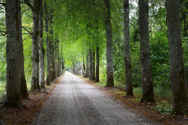 Een Bocht Van Eenbaans Landweg Hoge Groene Bomen Zonlicht Door — Stockfoto