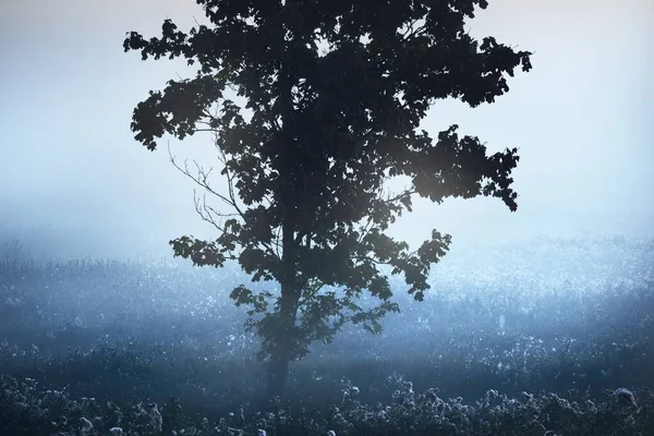 Ensamt Lönnträd Och Ett Blommande Fält Ett Moln Morgondimma Vid — Stockfoto