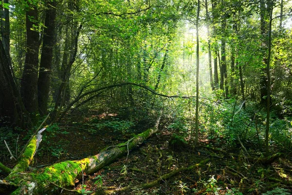 Bosque Pantanoso Caducifolio Musgo Helecho Plantas Rayos Solares Que Fluyen — Foto de Stock