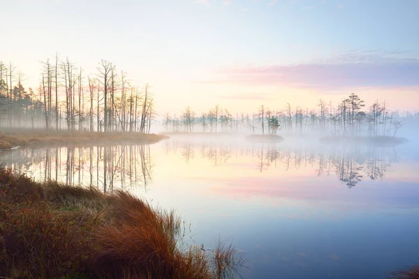 Swampy Forest Lake Thick Mysterious Fog Sunrise Cenas Tirelis Latvia — Stock Photo, Image