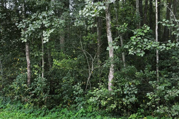 Берези Зеленому Листяному Лісі Стовбури Дерев Зблизька Латвія Темна Осіння — стокове фото