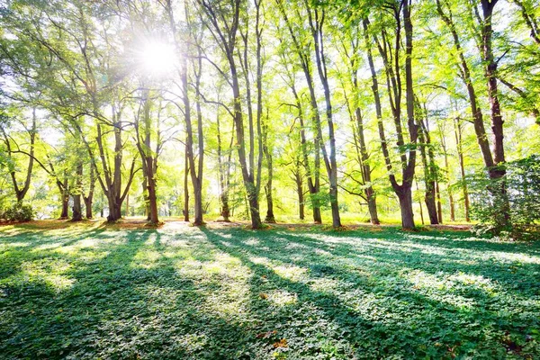 在晴朗的夏日 靠近自行车道的绿色草地和高大的绿树 阳光穿过树干 阴影笼罩在地面 环境保护 娱乐主题 拉脱维亚里加 — 图库照片