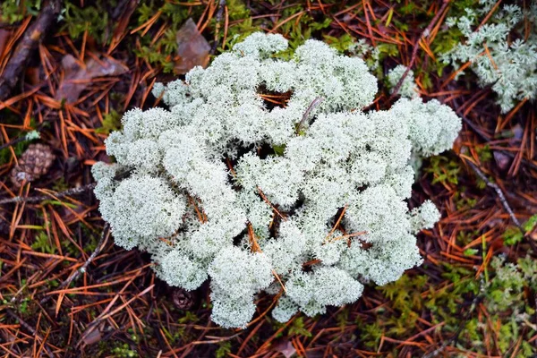 Colorful Forest Floor Lichen Moss Grass Other Different Plants Textures — Stock Photo, Image