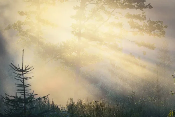 Таинственный Вечнозеленый Лес Рассвете Золотой Солнечный Свет Солнечные Лучи Туман — стоковое фото