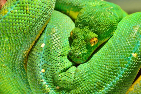 Grönt Träd Python Morelia Viridis Närbild Tallinn Zoo Estland Porträtt — Stockfoto