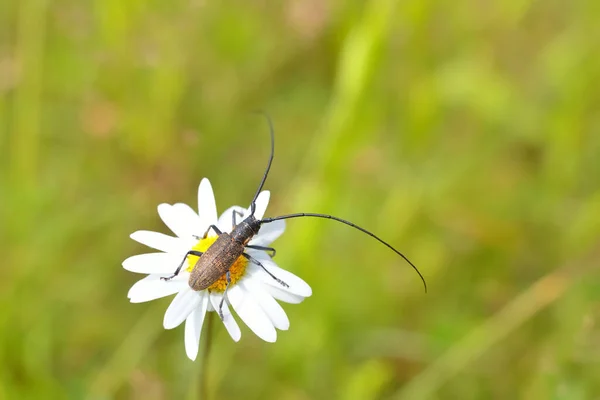 Beetle Monochamus Sutor Wood Pest Natural Habitat Extreme Close Chamomile — Stock Photo, Image