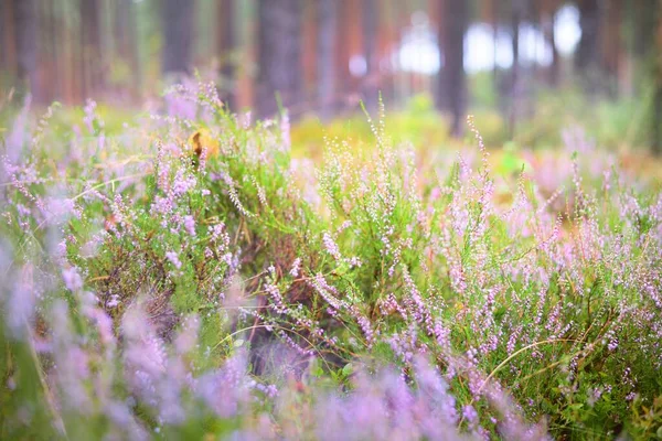 Skogsbotten Blommande Rosa Ljung Blommor Vintergrön Skog Närbild Miljöskyddstema Finland — Stockfoto