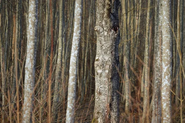 Stěna Březovníků Kmeny Stromů Zblízka Brzké Jaro Lese Ochrana Životního — Stock fotografie