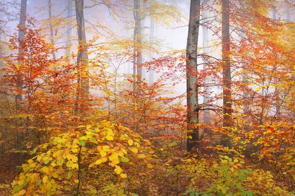 Πολύχρωμα Ψηλά Δέντρα Οξιάς Κοντά Δάπεδο Δάσους Από Κόκκινα Και — Φωτογραφία Αρχείου