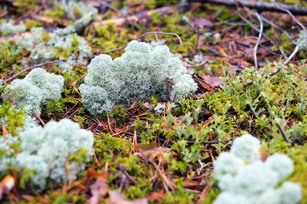 Pavimento Colorato Foresta Licheni Muschio Erba Altre Piante Diverse Texture — Foto Stock