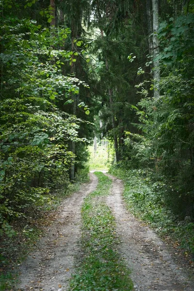 An archway of the single lane country road and tall green trees. Sunlight through the tree trunks. Fairy summer landscape. Idyllic forest scene. Latvia