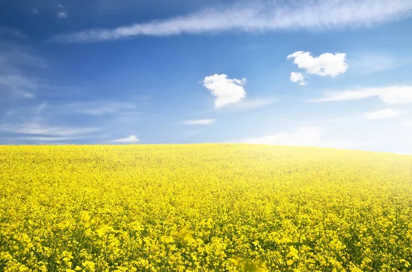 Champ Colza Fleurs Ciel Bleu Clair Avec Des Nuages Brillants — Photo