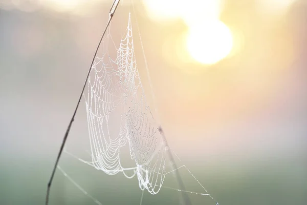 Spindelnät Växter Daggdroppar Morgondimma Vid Soluppgången Närbild Naturligt Mönster Fairy — Stockfoto