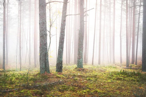 Oude Pijnbomen Een Witte Ochtendmist Idyllisch Herfstlandschap Moerassig Noordelijk Bos — Stockfoto