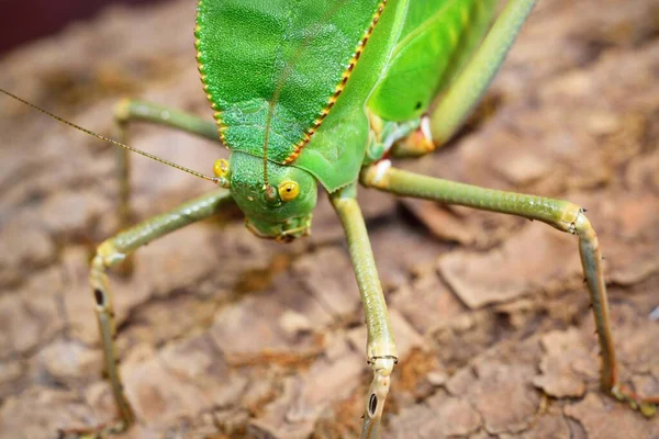 Unikalny Ogromny Zielony Konik Polny Tettigoniidae Siliquofera Grandis Laboratorium Zoo — Zdjęcie stockowe