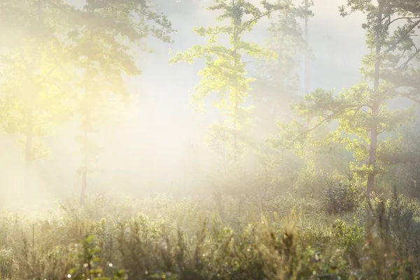 Misteriosa Foresta Sempreverde All Alba Luce Del Sole Dorata Raggi — Foto Stock