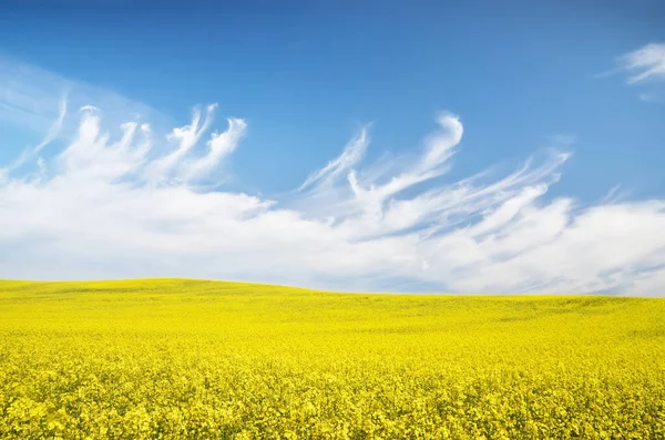 Champ Colza Fleurs Ciel Bleu Clair Avec Des Nuages Brillants — Photo