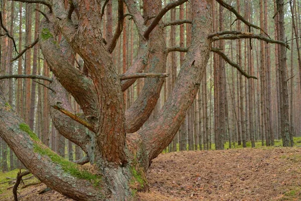 Sonbahar Mevsimi Boyunca Yemyeşil Ormanlarda Uzun Güçlü Bir Çam Ağacı — Stok fotoğraf