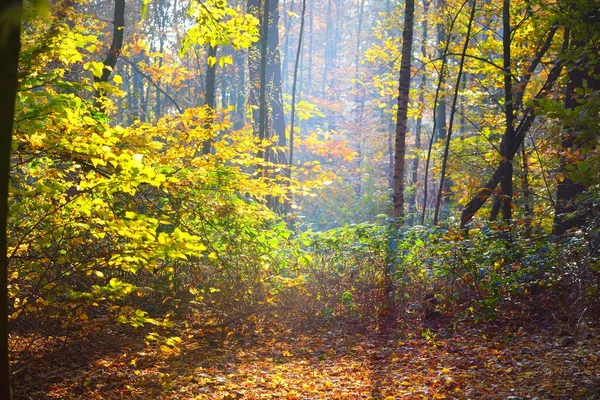 Nahaufnahme Der Hohen Alten Goldenen Buchen Nachtegalen Park Sonnenstrahlen Durch — Stockfoto