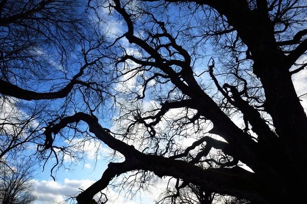 一张低角的旧苔藓橡木的照片 没有叶子在蓝天的映衬下 早春芬兰 — 图库照片