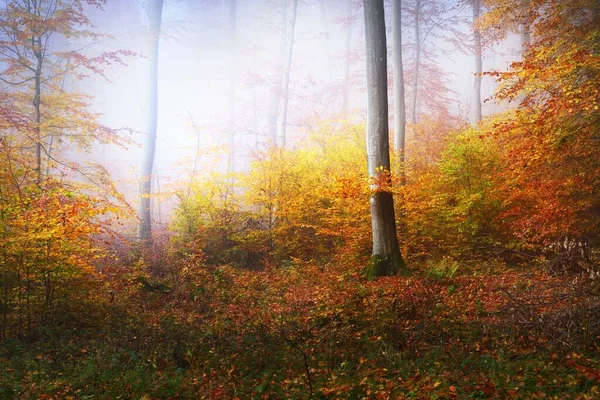 Cor Alta Faia Árvore Close Folhas Vermelhas Laranja Paisagem Outono — Fotografia de Stock