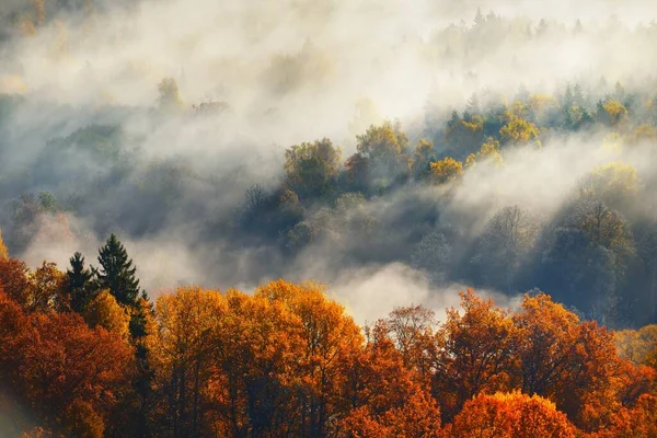 Vue Aérienne Panoramique Couper Souffle Sur Les Arbres Rouges Orange — Photo