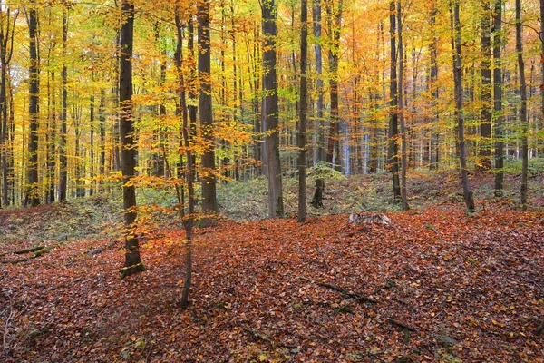 Stěna Barevných Buků Kmeny Stromů Zblízka Idylická Pohádková Podzimní Krajina — Stock fotografie