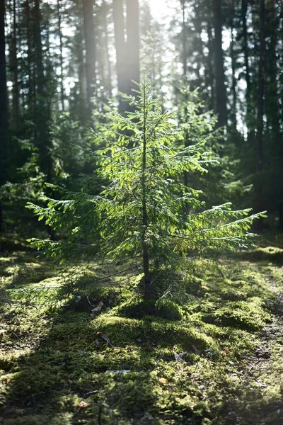Penutup Cemara Berlumut Tua Sinar Matahari Melalui Batang Pohon Hutan — Stok Foto
