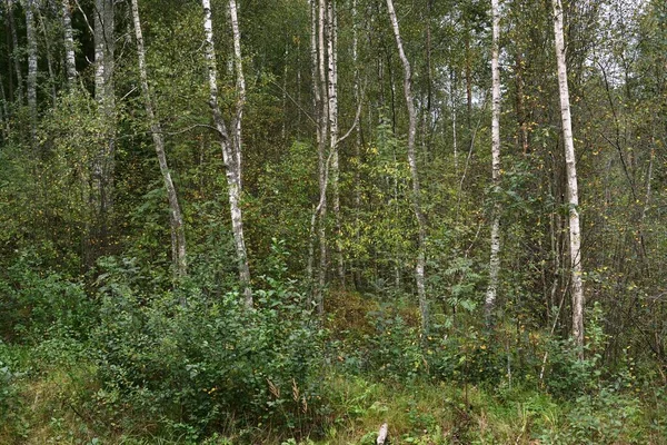 Bříza Zeleném Opadavém Lese Kmeny Stromů Zblízka Lotyšsko Temná Podzimní — Stock fotografie