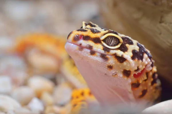 Leopard Gecko Eublepharis Macularius Djurparken Närbild Tallinn Estland Porträtt Konst — Stockfoto