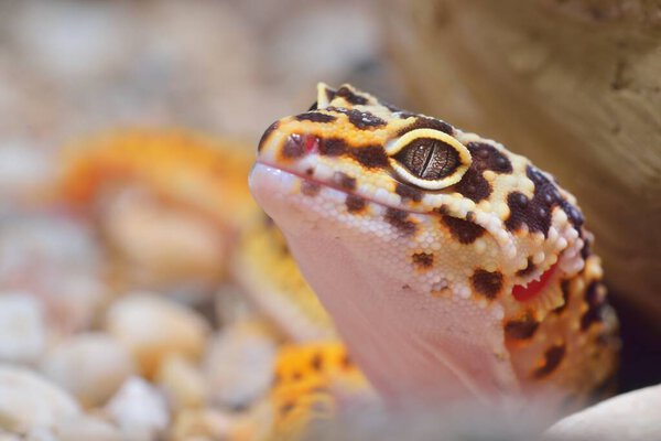 Leopard gecko Eublepharis macularius in the Zoo, close-up. Tallinn, Estonia. Portrait art, zoology, herpetology, environmental conservation, science, education concepts
