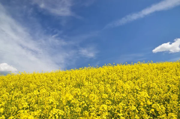 Champ Colza Fleurs Ciel Bleu Clair Avec Des Nuages Brillants — Photo