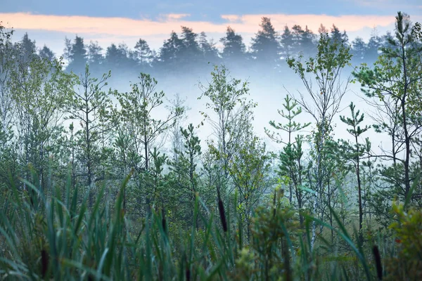 Floresta Sempre Verde Num Nevoeiro Branco Nascer Sol Pinheiro Abeto — Fotografia de Stock