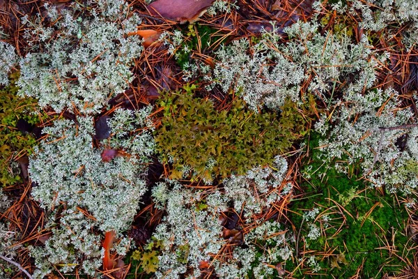 Suelo Colorido Del Bosque Líquenes Musgo Hierba Otras Plantas Diferentes — Foto de Stock