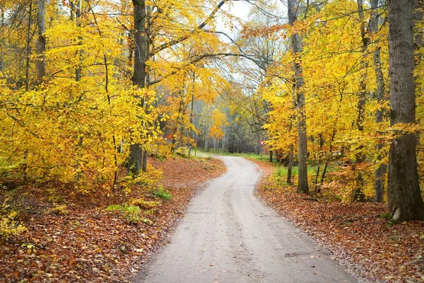 Caminho Através Das Faias Douradas Musgosas Piso Florestal Folhas Vermelhas — Fotografia de Stock