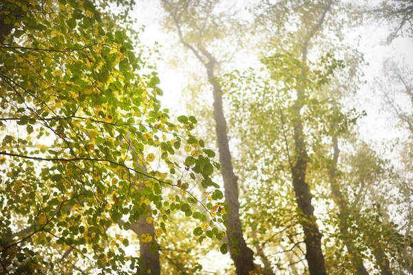濃い朝の霧の中で背の高い黄金の菩提樹の低角度ショット ドイツ 都市公園内の路地 自然トンネルだ 神秘的な秋の風景 コンセプトイメージ — ストック写真