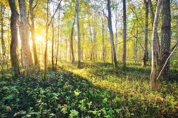 Rayos Solares Que Fluyen Través Los Troncos Los Árboles Bosque —  Fotos de Stock