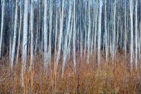 白桦树的墙 树干的特写 早春在森林里 爱沙尼亚Kasmu自然保护区的环境保护 — 图库照片