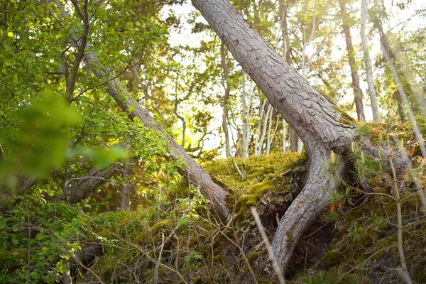 Baltık Denizi Kıyısında Yeşil Kozalaklı Orman Büyük Kökleri Yosunları Eğreltiotu — Stok fotoğraf