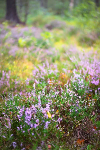 Skogsbotten Blommande Rosa Ljung Blommor Vintergrön Skog Närbild Miljöskyddstema Finland — Stockfoto