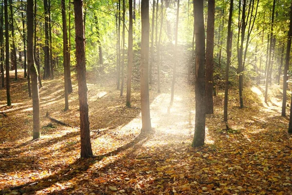 Solstrålarna Flödar Genom Höga Gyllene Lindstammarna Skogsgolvet Färgglada Blad Närbild — Stockfoto
