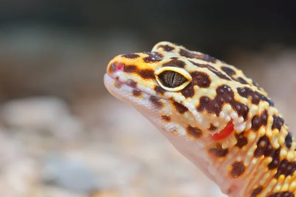 Leopard Gecko Eublepharis Macularius Djurparken Närbild Tallinn Estland Porträtt Konst — Stockfoto