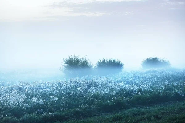 Árboles Verdes Jóvenes Una Espesa Niebla Blanca Amanecer Cerca Cielo —  Fotos de Stock