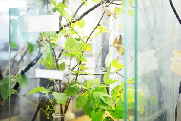 Insectarium Het Dierentuin Laboratorium Terrariumplanken Speciale Uitrusting Close Onderzoek Onderwijs — Stockfoto