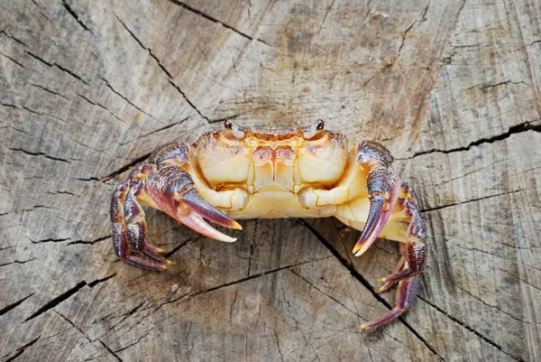 Colorful River Crab Potamon Isolated Wooden Background Extreme Close Zoology — Stock Photo, Image