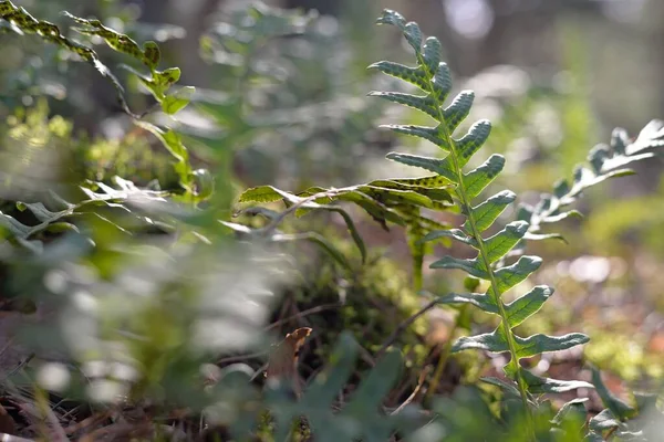 Young Fern Leaves Close Early Spring Mossy Evergreen Forest Natural — Stock Photo, Image