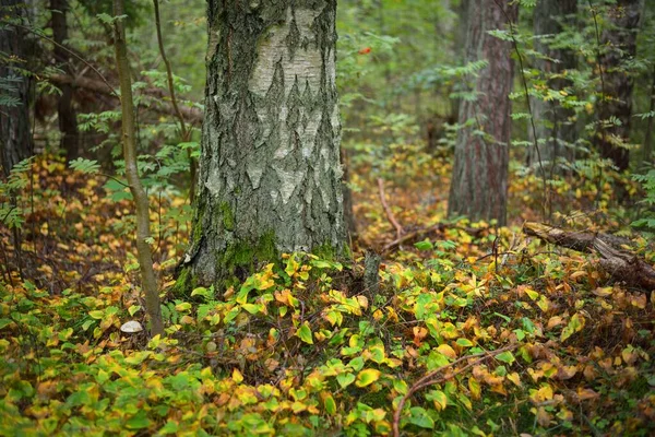 Starobylý Kmen Stromu Lesní Dno Barevného Podzimního Listí Detailní Záběr — Stock fotografie